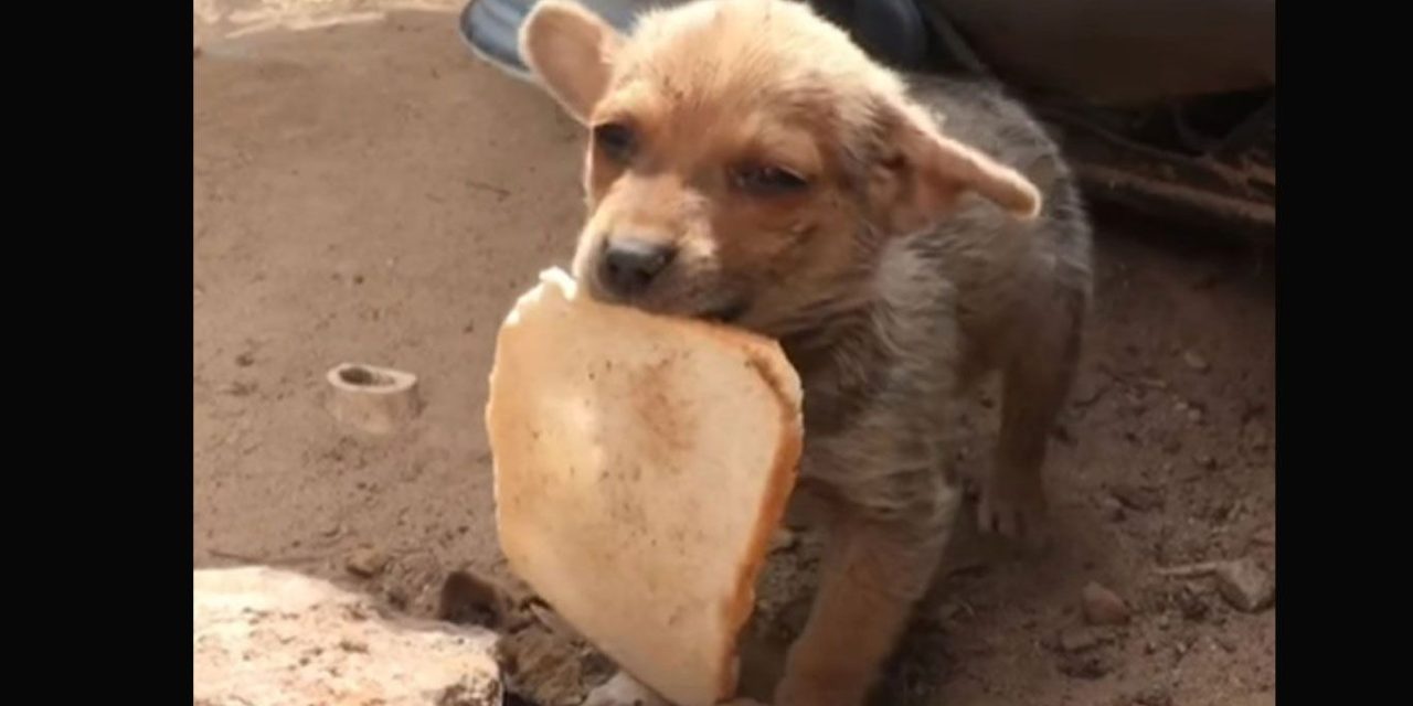 Perrito callejero regala su último pan a hombre que lo rescató (video)