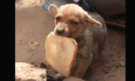 Perrito callejero regala su último pan a hombre que lo rescató (video)