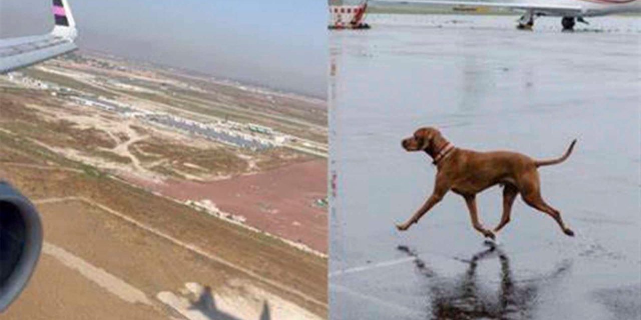 Perros impiden aterrizaje de avión de Volaris en el AIFA (video)