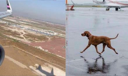 Perros impiden aterrizaje de avión de Volaris en el AIFA (video)