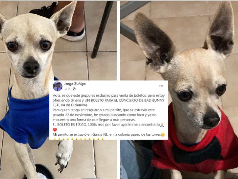 Ofrece boleto para ver a Bad Bunny para recuperar a su perrito en García, Nuevo León