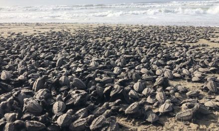 Liberan más de un millón de crías de tortuga en playas de Michoacán