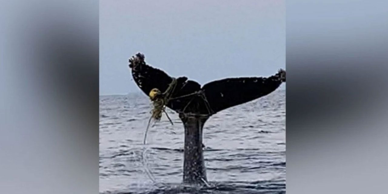 Pescadores liberan a ballena que quedó enredada en playa de Guerrero