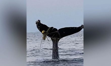 Pescadores liberan a ballena que quedó enredada en playa de Guerrero