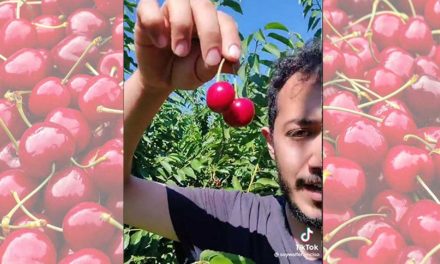 Mexicano gana 3 mil pesos diarios cosechando cerezas, invita a emigrar a Canadá