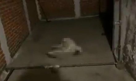 Perrito se convulsiona por la explosión de cohetes en la CDMX