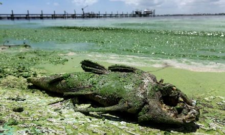 Alga tóxica provoca muerte de 700 kilos de peces en Florida; autoridades extreman precauciones