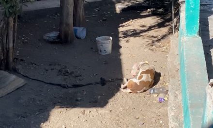 Sufre perrito maltrato animal en la colonia Landín de Saltillo