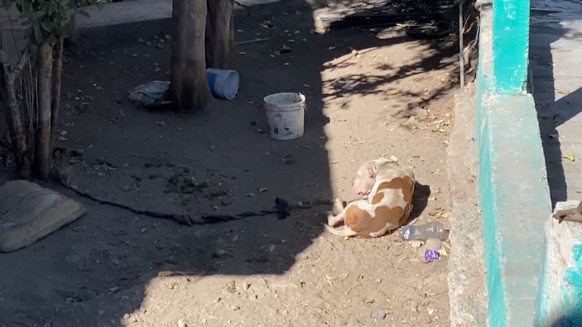 Sufre perrito maltrato animal en la colonia Landín de Saltillo
