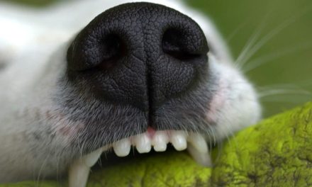 Niño de 6 años murió al ser atacado por un perro en la CDMX