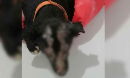 ‘Negrita’ nunca abandonó a su dueña que falleció en incendio; ahora quedaría ciega