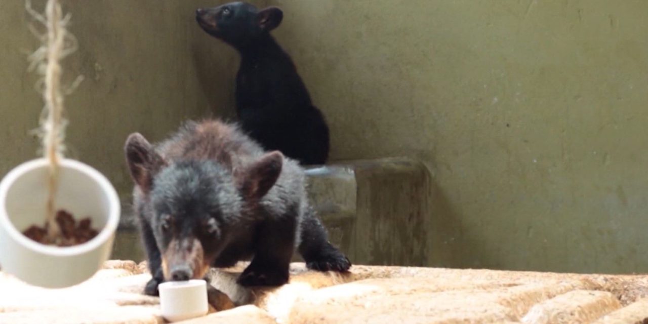 Reciclan para salvaguardar al Oso Negro
