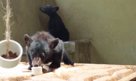 Reciclan para salvaguardar al Oso Negro