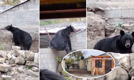 ¡Hizo el oso! Un oso asombra al aparecerse en taquería de Múzquiz (video)