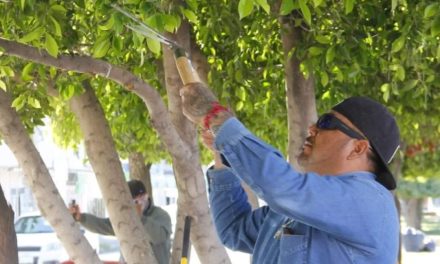 Exhortan a ciudadanos a realizar poda responsable en Torreón