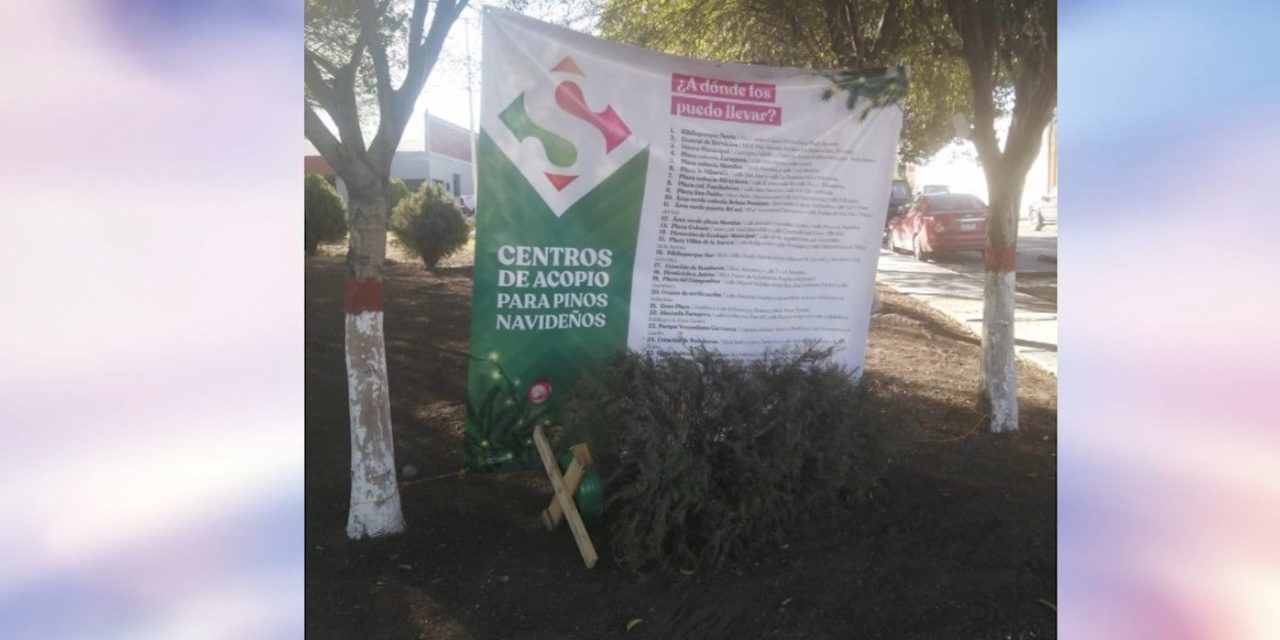 Abrirá Saltillo 30 centros de acopio de pinos navideños