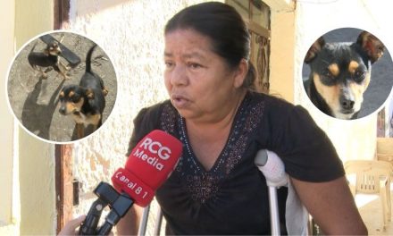 Por complicación de salud, busca familias que puedan adoptar a cachorritos en Saltillo