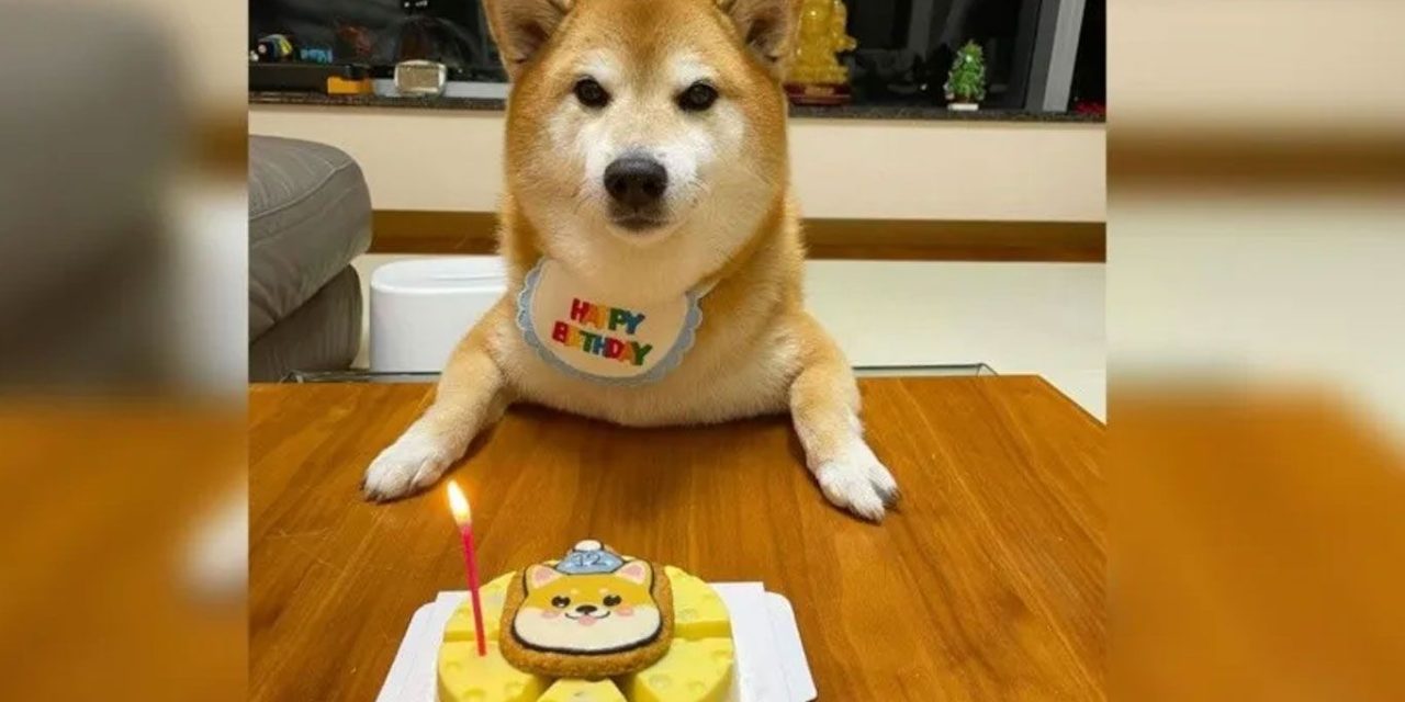 Festeja Cheems, el perro de los memes, 12 años de vida