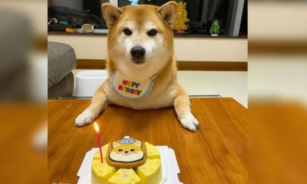 Festeja Cheems, el perro de los memes, 12 años de vida