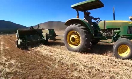 Cosecha récord de avena forrajera: registra Arteaga superávit con 180 mil pacas