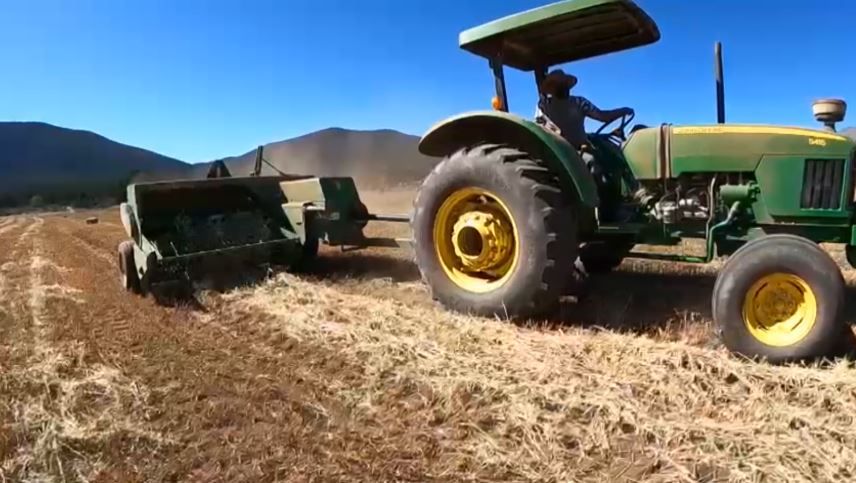 Cosecha récord de avena forrajera: registra Arteaga superávit con 180 mil pacas