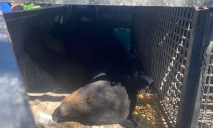 Rescata Protección Civil de Frontera a oso: estaba atrapado entre alambre de púas