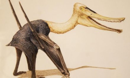 Paleontólogo del Museo del Desierto participa en descubrimiento de nueva e inusual especie de reptil volador