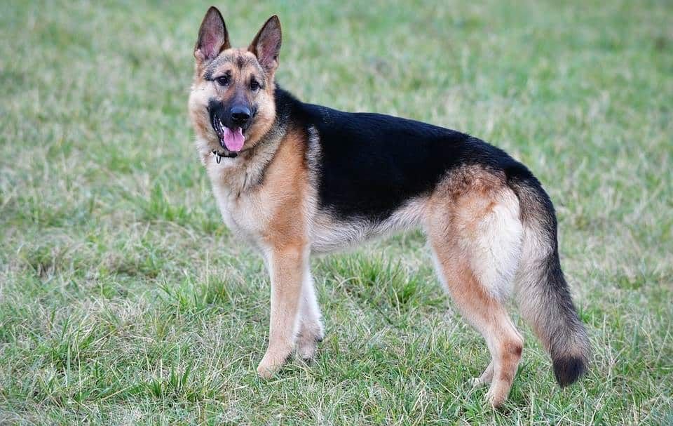 ¿Cómo le hizo? Perrita se escapa de su casa por la pirotecnia y termina en Estados Unidos
