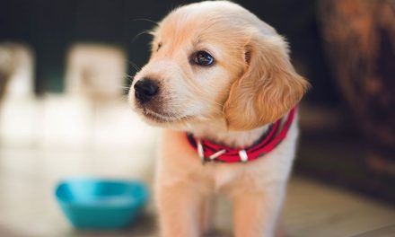 Piden a los saltillenses ser responsables con sus mascotas
