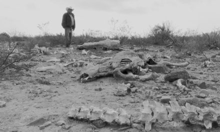 Sequía acaba con el ganado en Ramos Arizpe; productores de Las Encinas se encuentran desesperados
