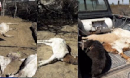 No existe el ‘chupacabras’, dicen autoridades a ciudadanos tras muerte de 45 chivas en Coahuila