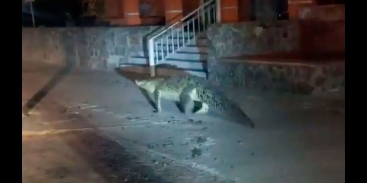 Cocodrilo pasea por calles de Colima asustando a los vecinos