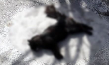 ‘Gaticida’ ha acabado con 10 felinos en Apodaca, Nuevo León; vecinos en alerta