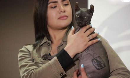 Buscan hogar para gato egipcio de 2,000 dólares rescatado del Cereso de Ciudad Juárez