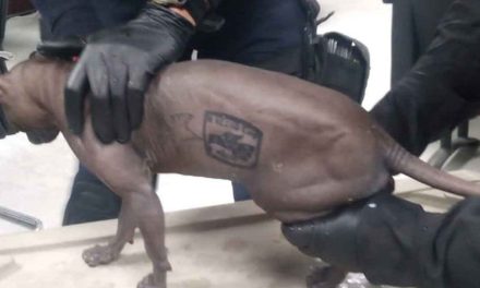 Gato egipcio tatuado y con logo de cártel es hallado en el Cereso 3 de Ciudad Juárez