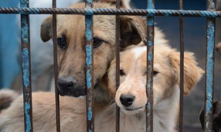 Maltrato animal debe ser castigado, coahuilenses piden que se endurezcan las penas