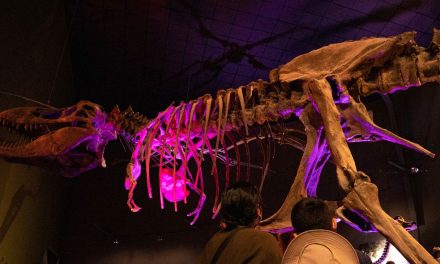 Réplica exacta del Tiranosaurio Rex se expondrá en diversos municipios de Coahuila