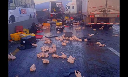 Se roban pollos tras accidente de trailer en García, Nuevo León
