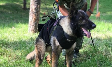 Muere Proteo; el perrito rescatisca mientras trabajaba salvando vidas en Turquía
