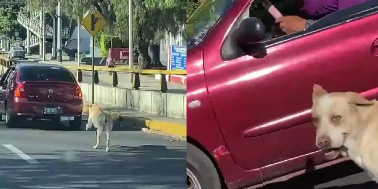 Abandonan a su perro y los persigue, pero no detienen auto en CDMX (video)