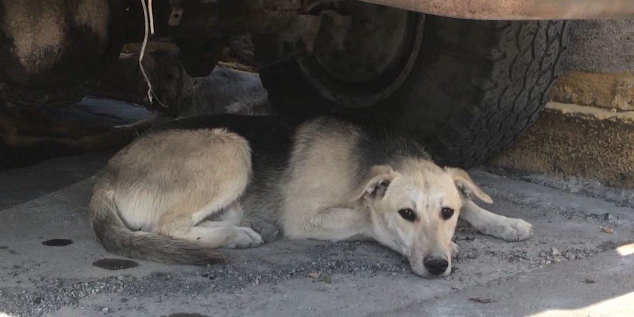 Exigen investigación del caso del mata perros en Torreón