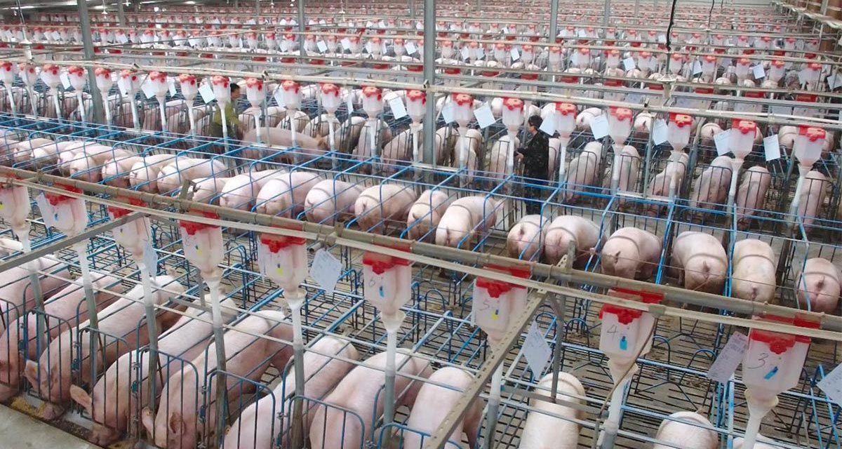 Este es el rascacielos de 26 pisos para criar cerdos en China