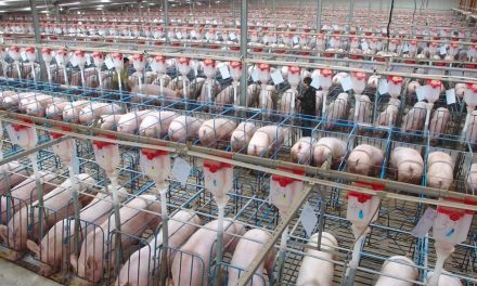 Este es el rascacielos de 26 pisos para criar cerdos en China
