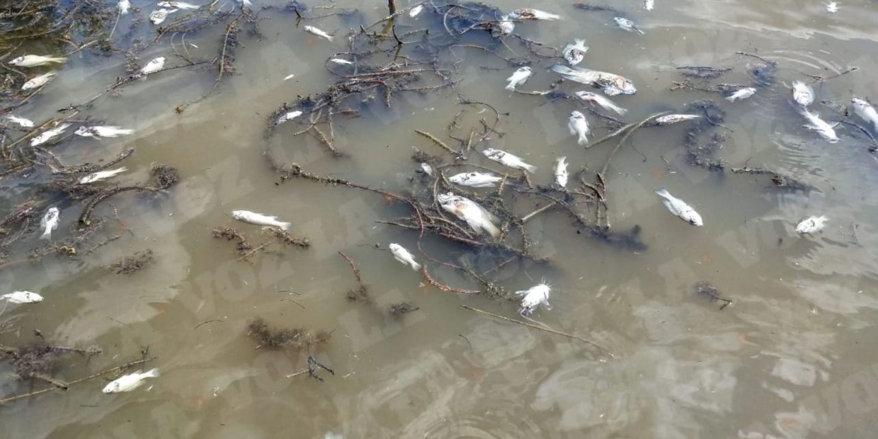 Indagarán muerte de peces en Sabinas