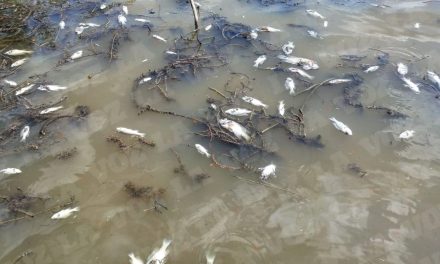 Indagarán muerte de peces en Sabinas