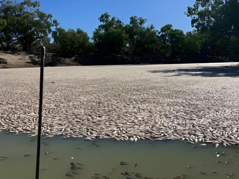 Río de muerte: ola de calor en Australia mata a miles de peces