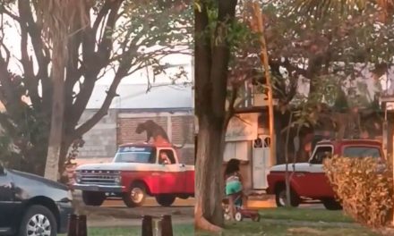 Sólo en México; pasean a tigre sobre techo de camioneta en Michoacán