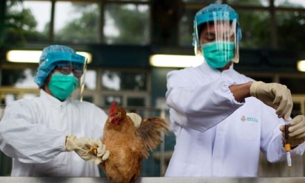 Se registra en China la primer muerte por gripe aviar en el mundo