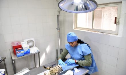 Refuerza Torreón  esterilizaciones