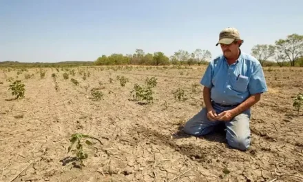 Sequía empieza a pegar en la Carbonífera